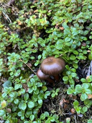 Chroogomphus vinicolor