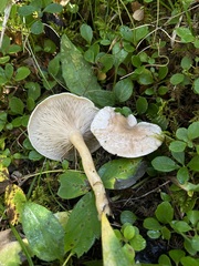 Clitocybe deceptiva