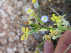 Erysimum pusillum