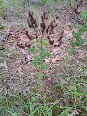 Hypericum perforatum