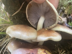 Hypholoma lateritium