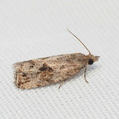 Endothenia nubilana