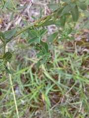 Hypericum perforatum