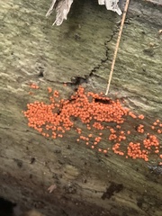 Hemitrichia decipiens