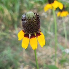 Rudbeckia amplexicaulis
