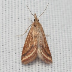 Microtheoris ophionalis