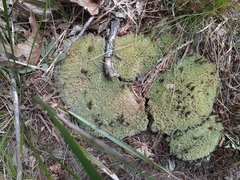 Leucobryum glaucum