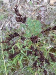 Hypericum perforatum