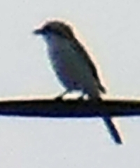 Lanius excubitor