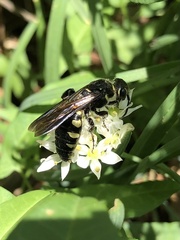 Myzinum obscurum