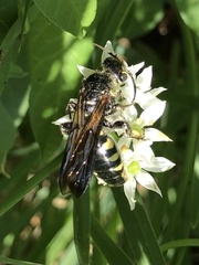 Myzinum obscurum