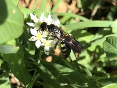 Myzinum obscurum