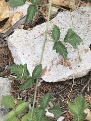Rubus ursinus