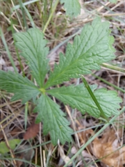 Potentilla recta