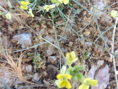 Erysimum pusillum