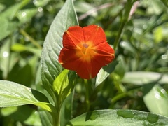 Ipomoea coccinea
