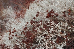 Brickellia nevinii