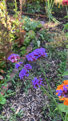 Verbena bonariensis