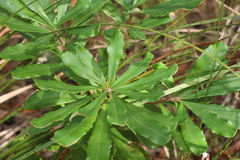 Banksia integrifolia