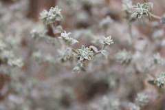 Brickellia nevinii