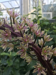Eucomis