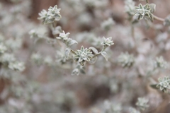 Brickellia nevinii