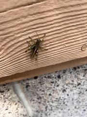 Melanoplus yarrowii