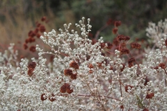 Brickellia nevinii