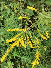Solidago odora