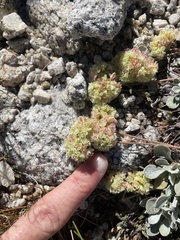 Eriogonum lobbii