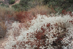 Brickellia nevinii