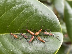 Leptoglossus phyllopus