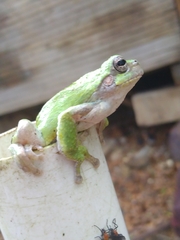Hyla avivoca