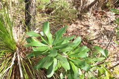 Banksia integrifolia