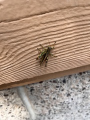 Melanoplus yarrowii