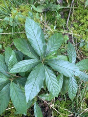 Rhamneae