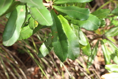 Banksia integrifolia