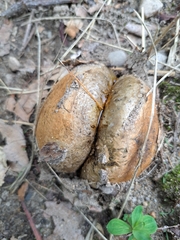 Pisolithus arhizus