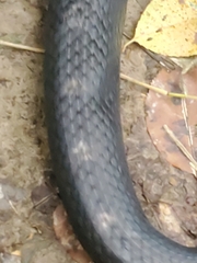 Pantherophis alleghaniensis