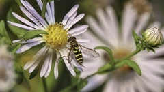 Syrphus opinator