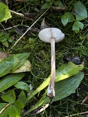 Melanoleuca