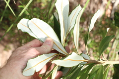 Banksia integrifolia