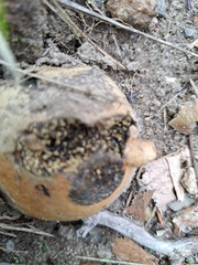 Pisolithus arhizus