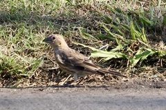 Haemorhous mexicanus