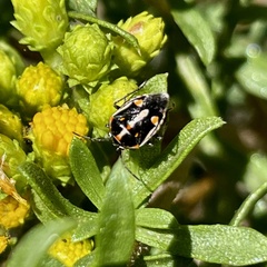 Bagrada hilaris