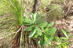Banksia integrifolia