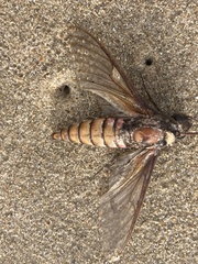 Agrius cingulata