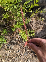 Oenothera curtiflora