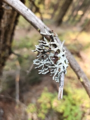 Hypogymnia tubulosa