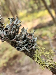 Hypogymnia imshaugii